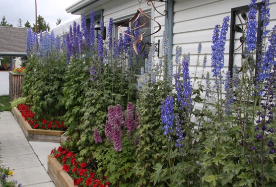 delphiniums