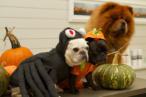 It's a really frightening Halloween Spider Costume.  I feel really intimidated in this pumpkin outfit.
