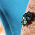 tortoise beetle