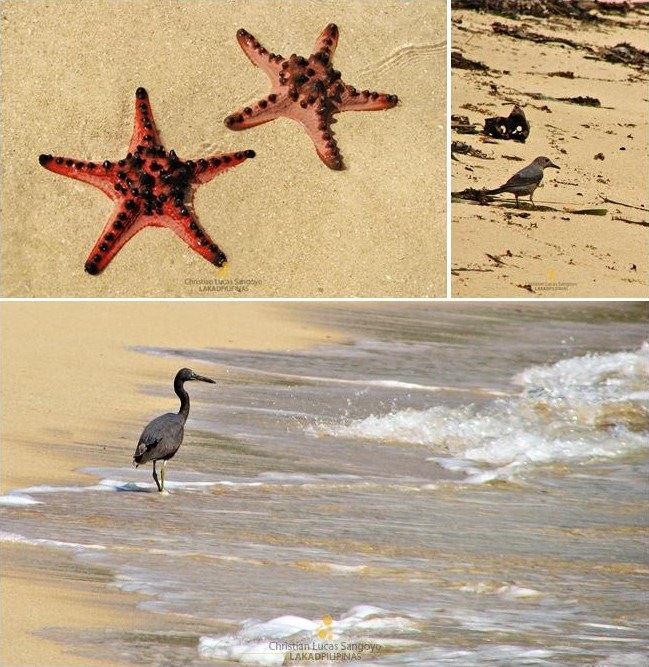 Birds and Starfishes in Bagieng Island