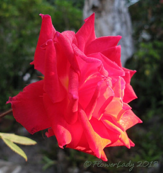 [01-20-love-rose3%255B5%255D.jpg]