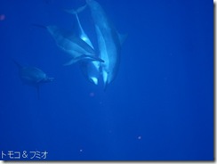 ハワイ島でイルカと泳ぐドルフィンスイム ハワイ島でイルカと泳ぐドルフィンスイム