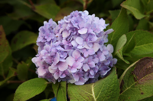 Did you know that the color of hydrangeas is determined by what's in the soil?  Acidic soil make them blue, neutral soil turns the petals an off-white color, and alkaline soil makes the this beautiful lilac or pink color.