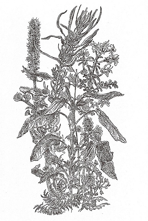 blomma-okt blomma-okt