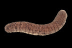 Holothuria edulis (gray form). Okinawa, 15m.