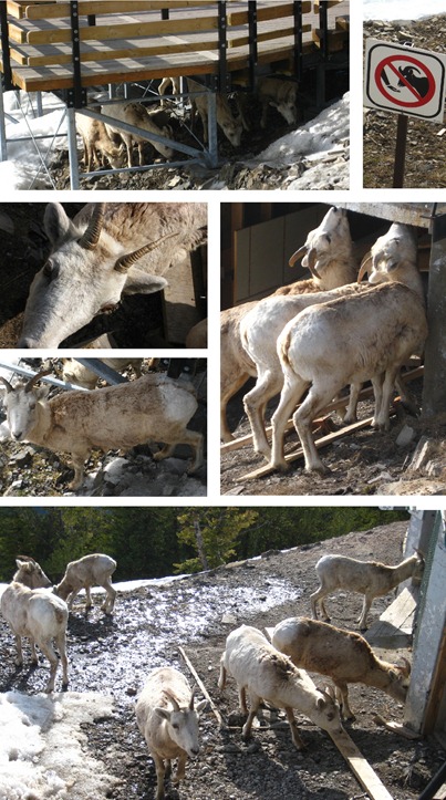 Goat collage Goat collage