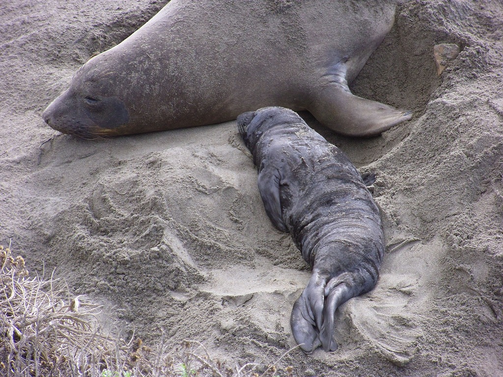 [Elephant-Seals-2012-0023.jpg]