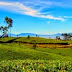 Hiking di sukawana perkebunan teh yg asri dekat dengan villa istana bunga
