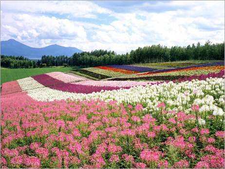 Japan-Hokkaido-Landscape-1-1024x768-436694
