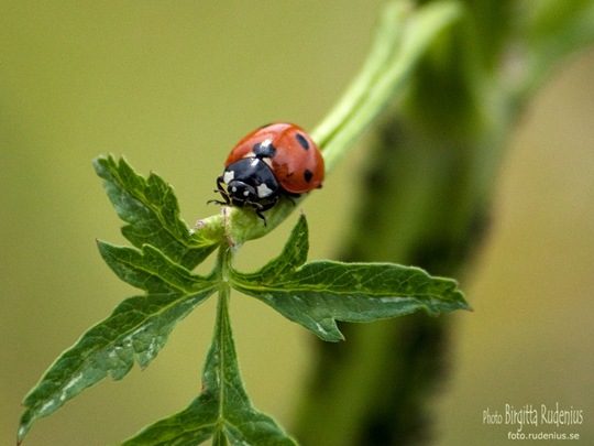 macro_20110720_nyckelpiga2