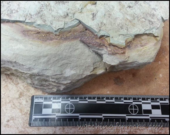 FossilFish