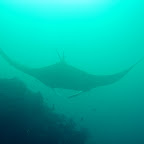 Manta