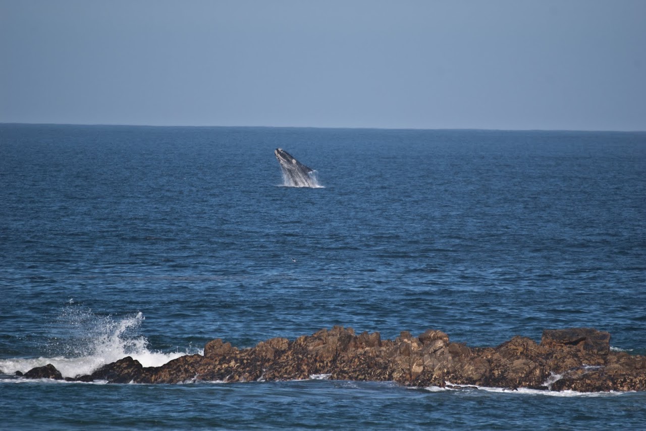 Whales at Plettenberg Bay