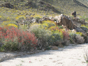 The trail up RockHouse Canyon was lined with color.