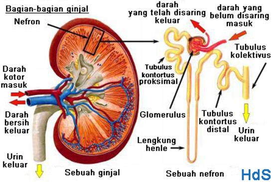 Detail Ginjal (Dalam Bahasa Indonesia)