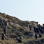 Penguins and boobies.  (heh heh.  boobies)
