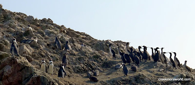 Penguins and boobies.  (heh heh.  boobies)