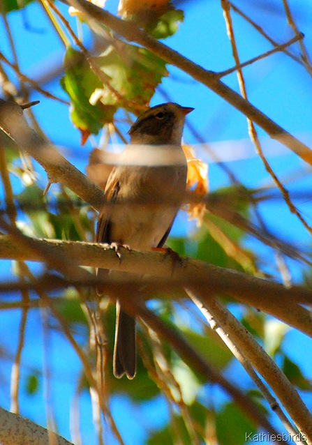 9. juv sparrow-kab 9. juv sparrow-kab