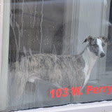 "That Doggie In The Window" - copyright David Thompson