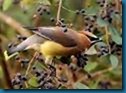 cedar waxwing