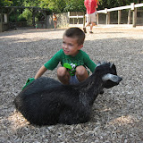 Bryan brushing a goat at the Nashville Zoo 09032011a