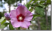 a(The Rose of Sharon)2