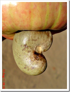 Cashew nut - Anacardium occidentale - Kacang mede