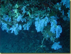 Coral hanging from roof