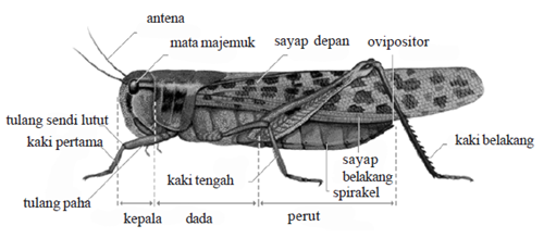 bagian tubuh belalang bagian tubuh belalang
