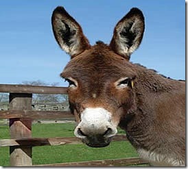 burro burro