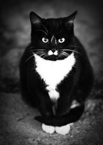 [11311_Whitenose%2520cat_BW%255B6%255D.jpg]