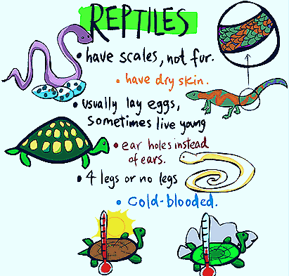 reptiles-images