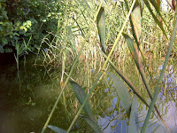 DSC05428.JPG Photo