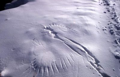 [normal_0627-Raven-wing-prints-in-snow%255B3%255D.jpg]
