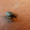 White-spotted Rose Beetle