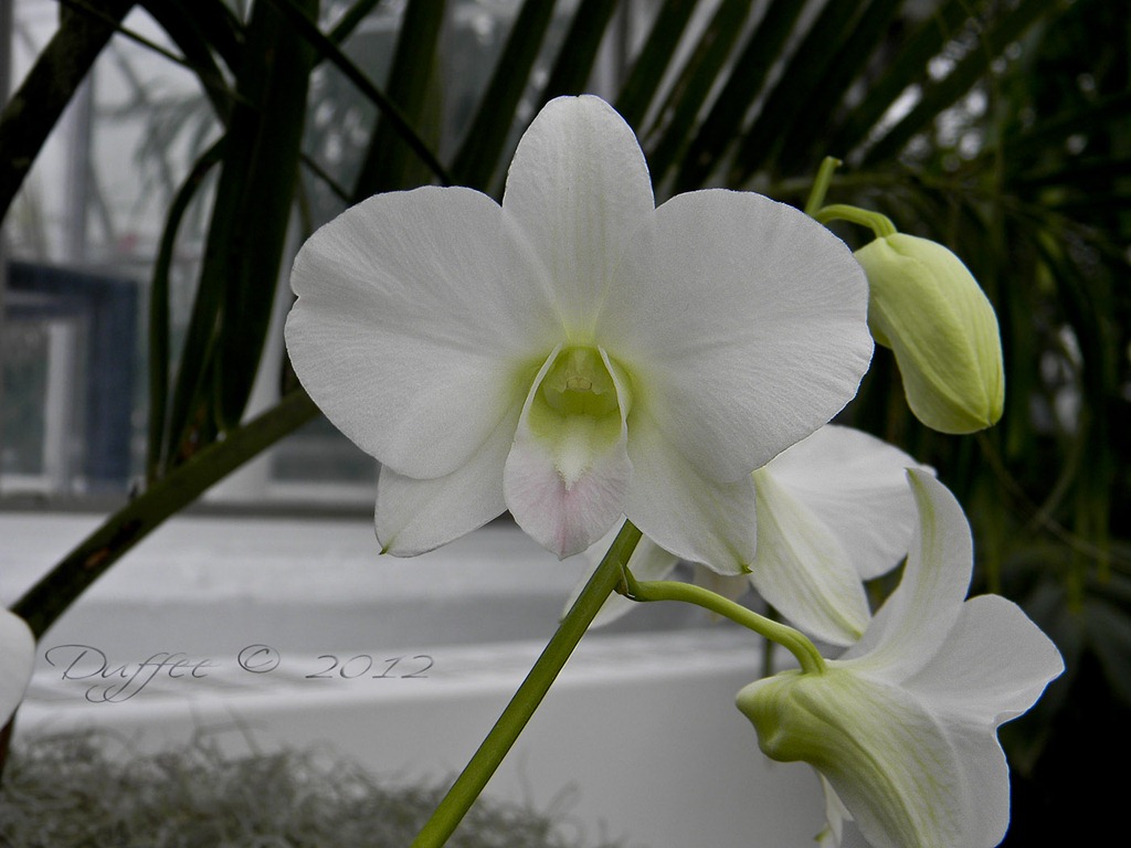 [White%2520Orchid%255B5%255D.jpg]