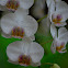 Orquídea,  Phaleonopsis  híbrida