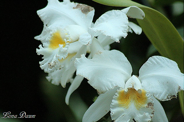 [LG_Orchids2%255B9%255D.jpg]