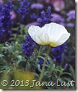Cropped White Poppy 600dpi Cropped Cropped White Poppy 600dpi Cropped