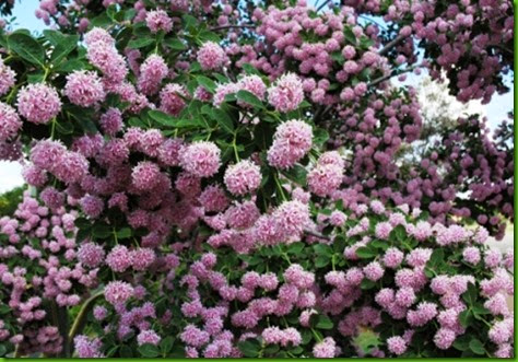Dais cotinifolia Dais cotinifolia