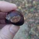 Buckeye tree