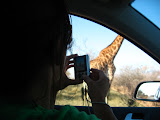 I thought this was a really cool picture of Lora taking a picture and you can see just how much bigger those giraffes are... even at a distance they don't fit in the car window! South Africa - 442.jpg