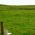 A Seat to Watch the Grass Grow Pgphoto