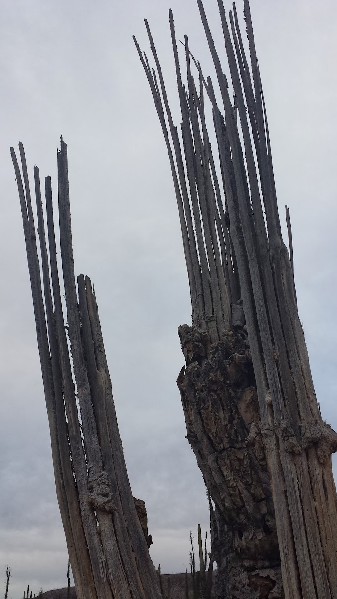 Cardon skeletons 20131228_150449.jpg