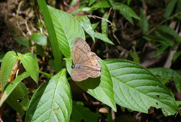 Probablement : Splendeuptychia doxes (GODART, [1824]). Ilha Grande (partie orientale), 18 février 2011. Photo : J.-M. Gayman