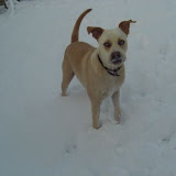 Sams first snow.