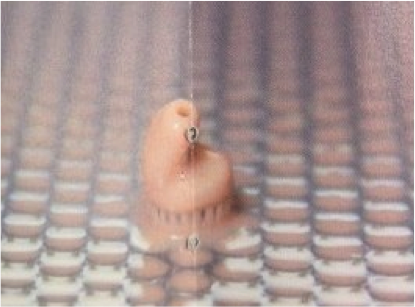 shell.png Shell