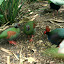 Crested Wood Partridge: THe partridge burrows into forest debris to make a nest. During incubation the female's colour makes her easily visible to predators so she covers herself in leaves and dust for camouflage.