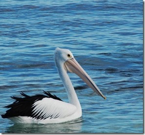 Pelicano em Rottnest Island - Austrália Autor Blog Territorios