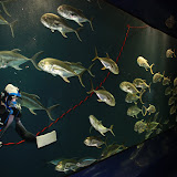 Vacation 2011 - Georgia Aquarium